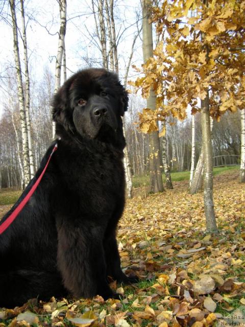 Фото: ньюфаундленд Fairweathers Rendition