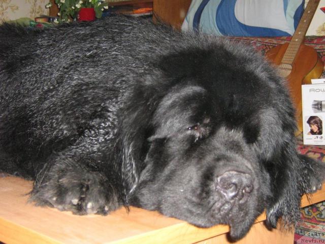 Фото: ньюфаундленд Ayvengo Viva Jeniz (Айвенго Вива Дженис)