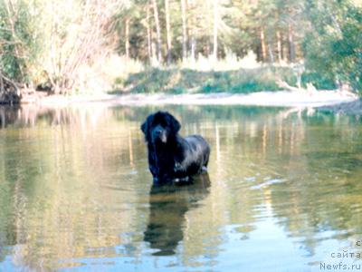 Фото: ньюфаундленд Aarnikarhun Kashka