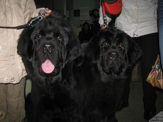 Фото: ньюфаундленд Gracioznyiy so Zvezdnogo Neba (Грациозный со Звездного Неба), ньюфаундленд Graciya Nochi (Грация Ночи)