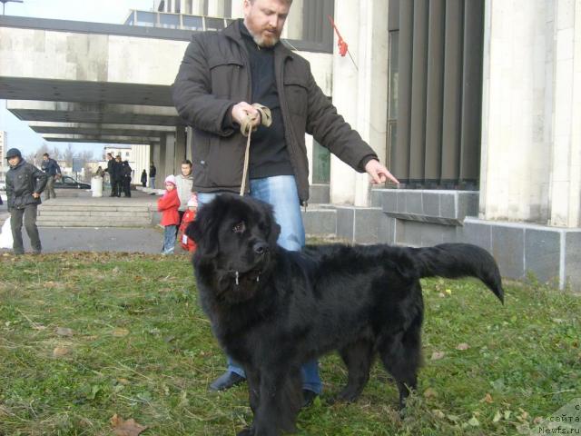 Фото: ньюфаундленд Fann'yuf Oligarh Litavr (Фанньюф Олигарх Литавр)