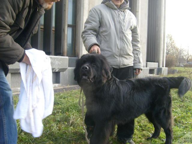 Фото: ньюфаундленд Fann'yuf Oligarh Litavr (Фанньюф Олигарх Литавр)