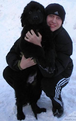 Фото: ньюфаундленд Klifford iz Tihogo Omuta (Клиффорд из Тихого Омута), Aleksandr Tomilov (Александр Томилов)