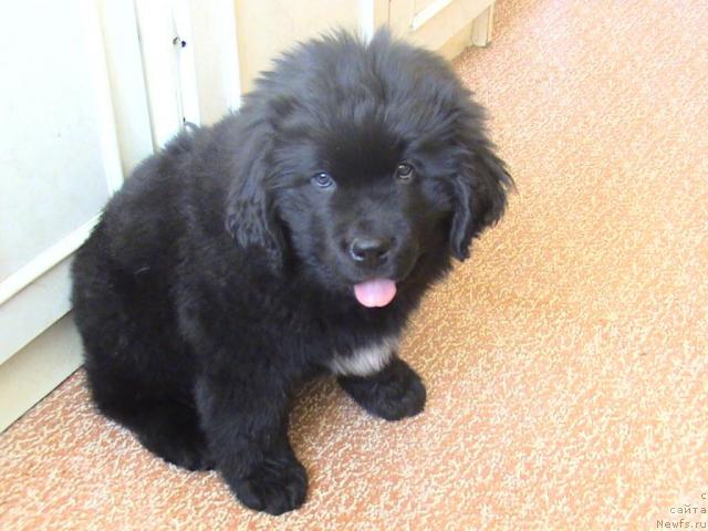 Фото: ньюфаундленд Super Bizon Villi Vanilli (Супер Бизон Вилли Ванилли)