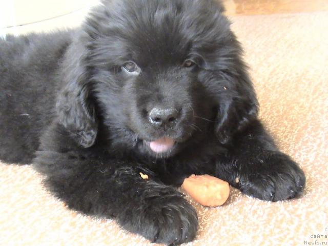 Фото: ньюфаундленд Super Bizon Villi Vanilli (Супер Бизон Вилли Ванилли)