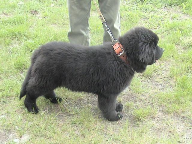 Фото: ньюфаундленд Super Bizon Villi Vanilli (Супер Бизон Вилли Ванилли)