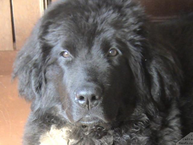 Фото: ньюфаундленд Super Bizon Villi Vanilli (Супер Бизон Вилли Ванилли)