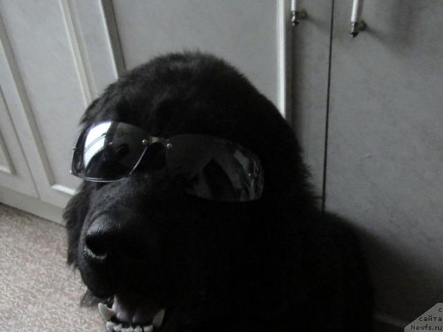 Фото: ньюфаундленд Super Bizon Villi Vanilli (Супер Бизон Вилли Ванилли)