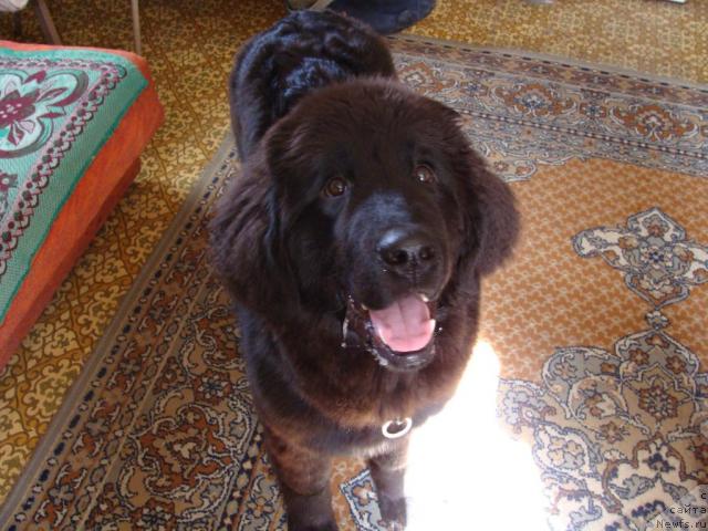 Фото: ньюфаундленд Super Bizon Villi Vanilli (Супер Бизон Вилли Ванилли)