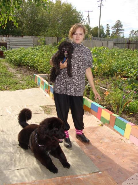 Фото: ньюфаундленд Super Bizon Villi Vanilli (Супер Бизон Вилли Ванилли)