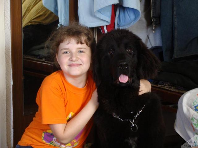 Фото: ньюфаундленд Super Bizon Villi Vanilli (Супер Бизон Вилли Ванилли)