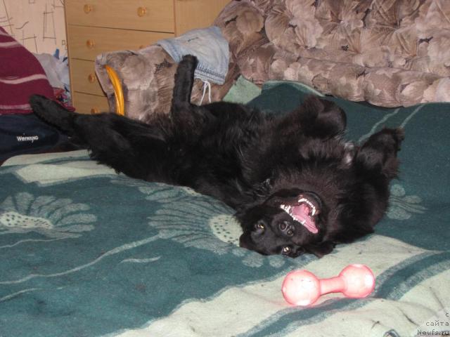 Фото: ньюфаундленд Super Bizon Villi Vanilli (Супер Бизон Вилли Ванилли)