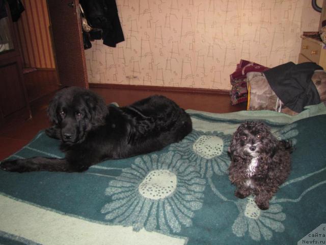 Фото: ньюфаундленд Super Bizon Villi Vanilli (Супер Бизон Вилли Ванилли)