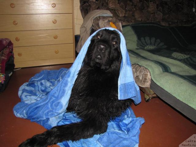 Фото: ньюфаундленд Super Bizon Villi Vanilli (Супер Бизон Вилли Ванилли)