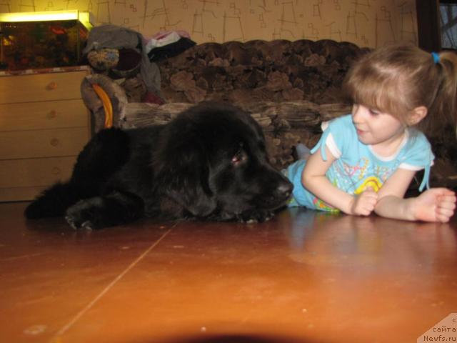 Фото: ньюфаундленд Super Bizon Villi Vanilli (Супер Бизон Вилли Ванилли)