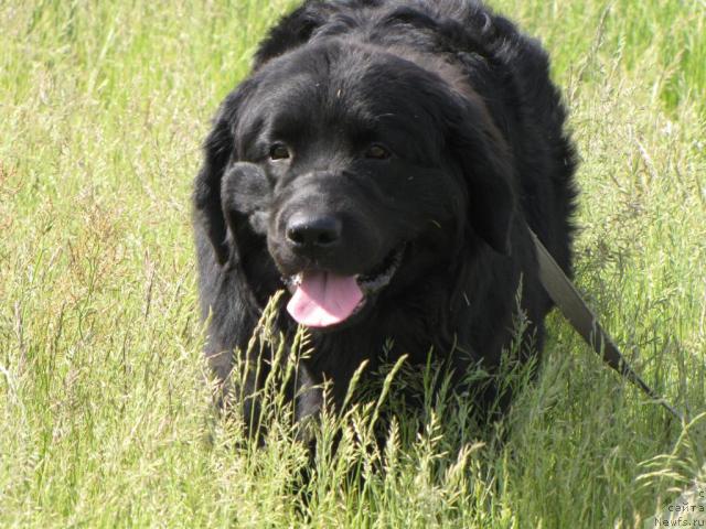 Фото: ньюфаундленд Super Bizon Villi Vanilli (Супер Бизон Вилли Ванилли)