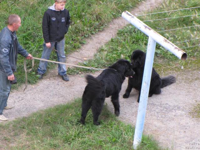 Фото: ньюфаундленд Super Bizon Villi Vanilli (Супер Бизон Вилли Ванилли)