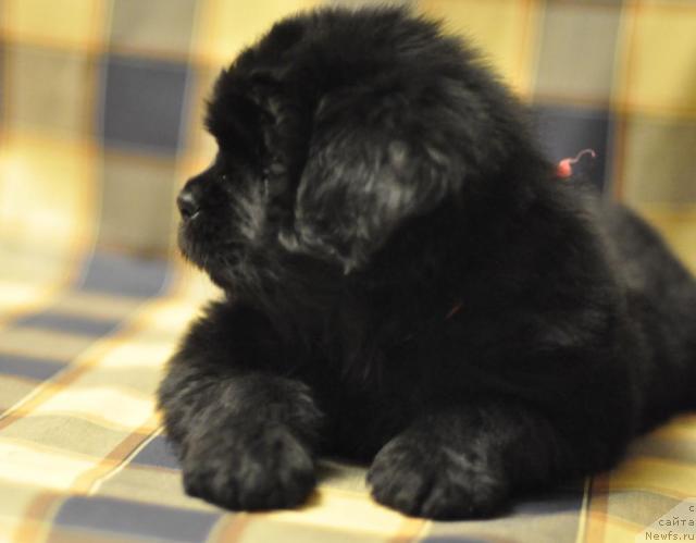 Фото: ньюфаундленд Myedjikal Oushen Dark Kvin (Мэджикал Оушен Дарк Квин)