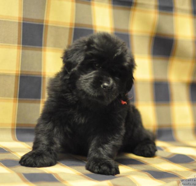 Фото: ньюфаундленд Myedjikal Oushen Dark Kvin (Мэджикал Оушен Дарк Квин)