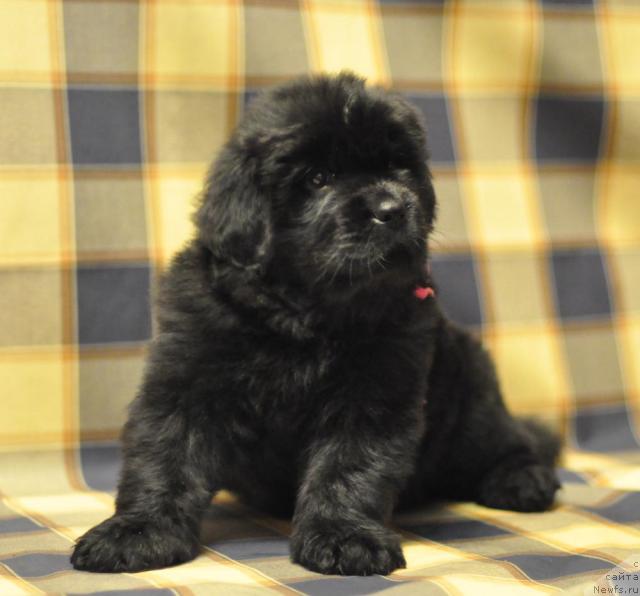 Фото: ньюфаундленд Myedjikal Oushen Dark Kvin (Мэджикал Оушен Дарк Квин)