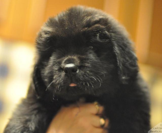 Фото: ньюфаундленд Myedjikal Oushen Daymond King (Мэджикал Оушен Даймонд Кинг)