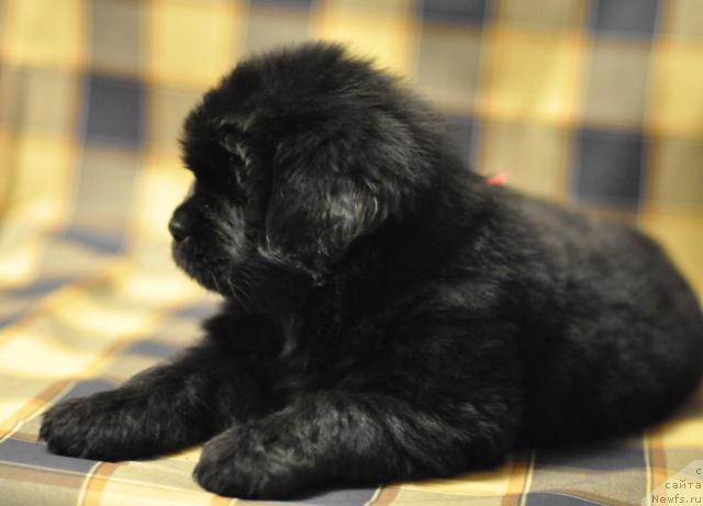 Фото: ньюфаундленд Myedjikal Oushen Dark Kvin (Мэджикал Оушен Дарк Квин)