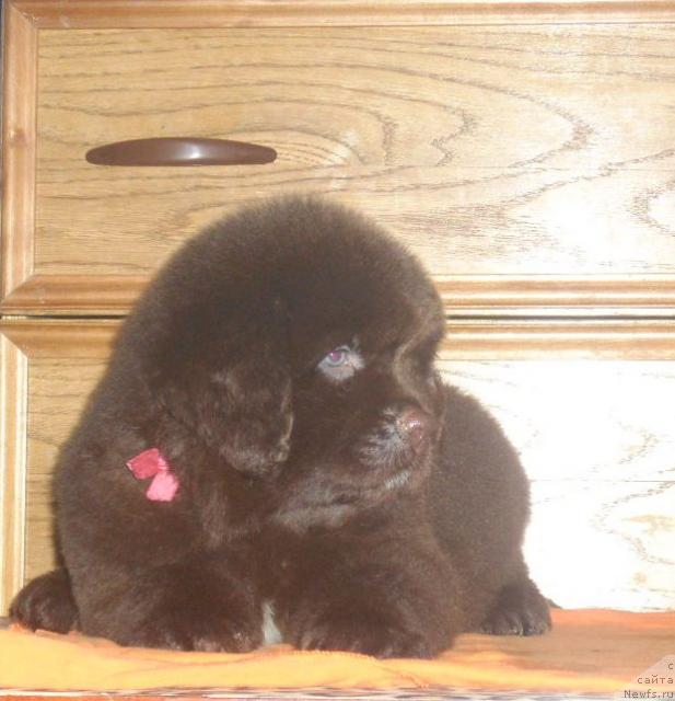 Фото: ньюфаундленд Rafayella Beatrichchi (Рафаэлла Беатриччи)