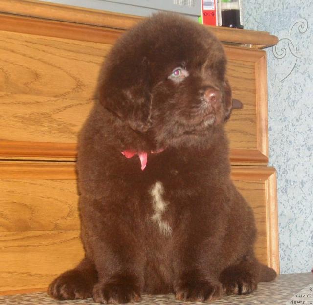 Фото: ньюфаундленд Rafayella Beatrichchi (Рафаэлла Беатриччи)