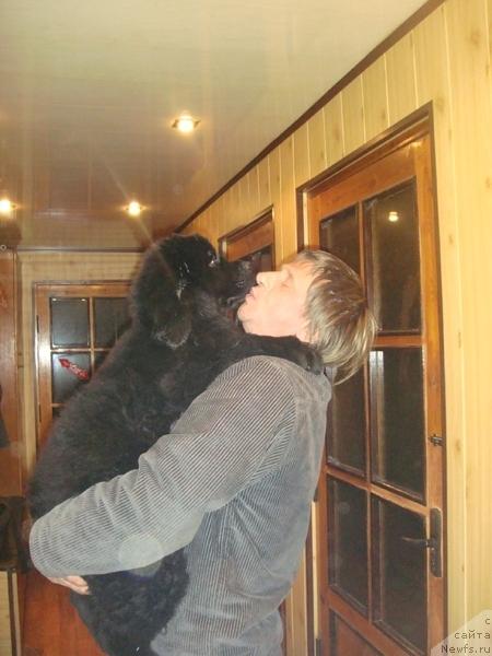 Фото: ньюфаундленд Plyushevaya Panda Roz-Mari (Плюшевая Панда Роз-Мари)