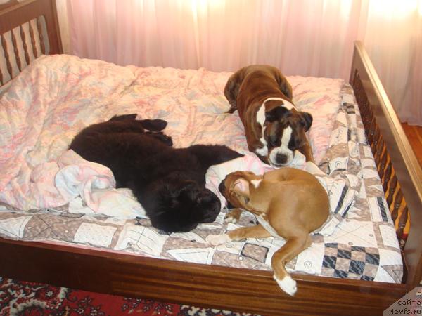 Фото: ньюфаундленд Plyushevaya Panda Roz-Mari (Плюшевая Панда Роз-Мари)