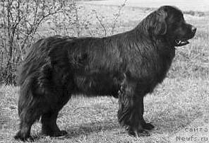 Фото: ньюфаундленд Marietta von den Peck-Bergen