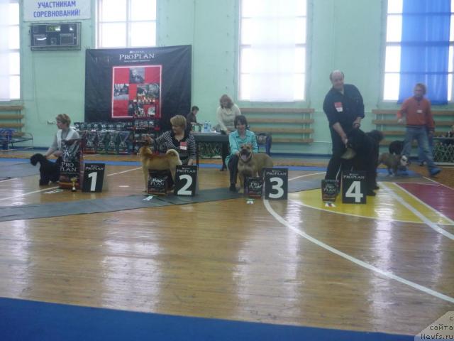 Фото: ньюфаундленд Dar Svezyi Aksel'bant (Дар Свезы Аксельбант)