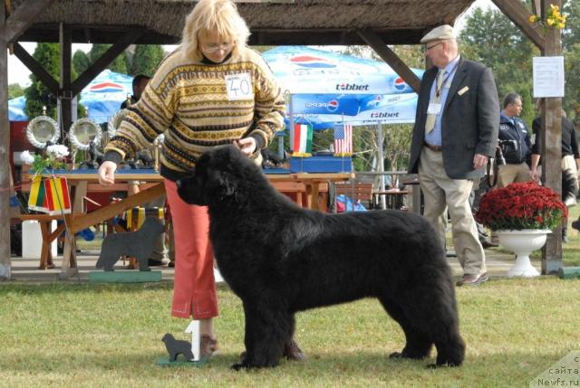 Фото: ньюфаундленд Sent Djons Rose for Me (Сент Джонс Роуз фо Ми)