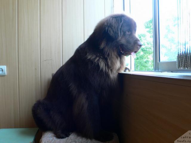 Фото: ньюфаундленд Arkadiya Vivat Arbona (Аркадия Виват Арбона)