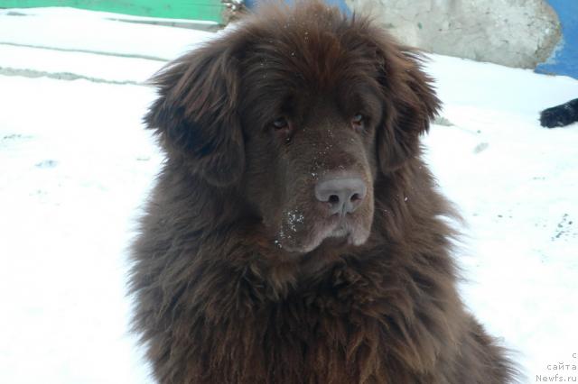 Фото: ньюфаундленд Arkadiya Vivat Arbona (Аркадия Виват Арбона)