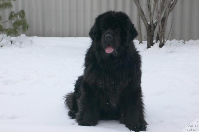 Фото: ньюфаундленд Super Premium Ameliya YEkshen (Супер Премиум Амелия Экшен)