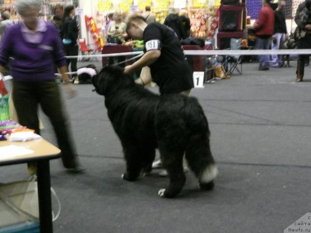 Фото: ньюфаундленд Piternyuf Zhguchiy Potseluy (Питерньюф Жгучий Поцелуй)