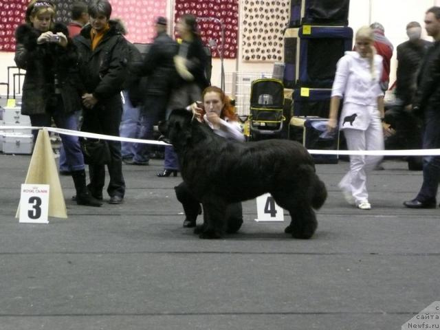 Фото: ньюфаундленд Duty Free of Apachee's Home