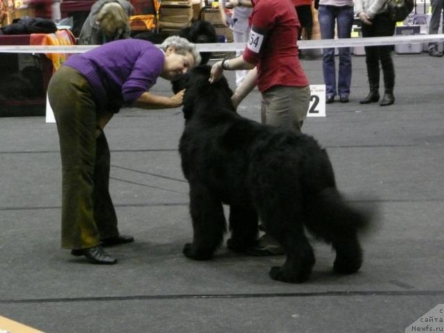 Фото: GOLDBEAR S  ZINZANO