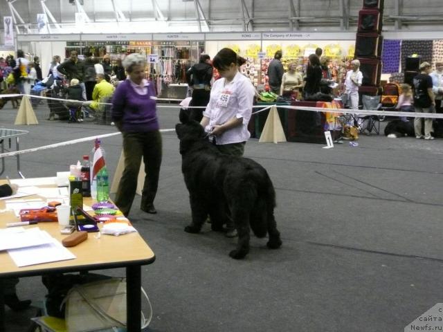 Фото: ньюфаундленд Zara Clark Zvezdnij Dar