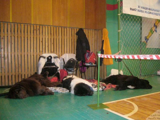 Фото: ньюфаундленд Super Bizon Antaliya (Супер Бизон Анталия), ньюфаундленд Super Bizon Argo (Супер Бизон Арго), ньюфаундленд Obush Shed Yudashkin Stil (Обуш Шед Юдашкин Стиль)