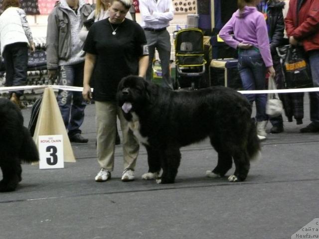 Фото: ньюфаундленд Piternyuf Zhguchiy Potseluy (Питерньюф Жгучий Поцелуй)