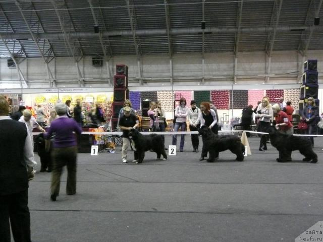 Фото: ньюфаундленд Piternyuf Zhguchiy Potseluy (Питерньюф Жгучий Поцелуй), ньюфаундленд Duty Free of Apachee's Home, GOLDBEAR S  ZINZANO