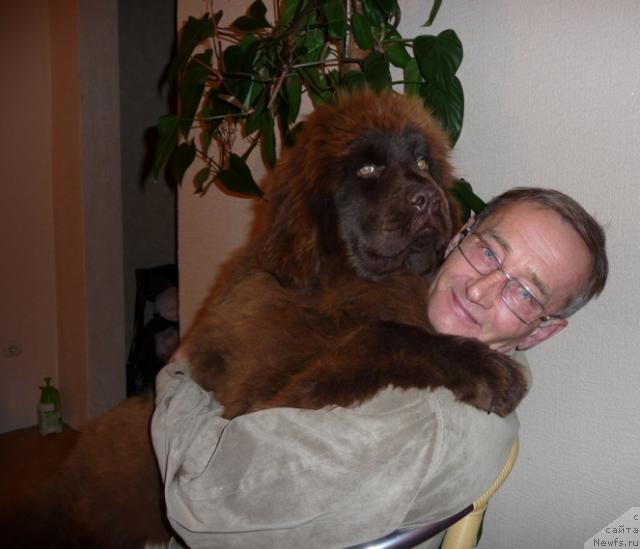 Фото: ньюфаундленд Adel' SHokoladnaya Ledi (Адель Шоколадная Леди)