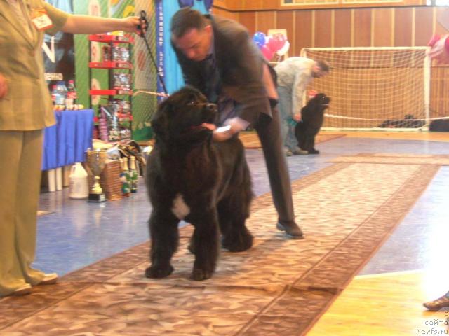 Фото: ньюфаундленд Super Bizon Antaliya (Супер Бизон Анталия)