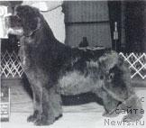 Фото: ньюфаундленд Darbydales Shake'M Up