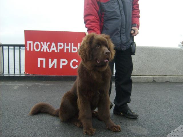 Фото: ньюфаундленд Fann'yuf Obraz Jizni Al'f (Фанньюф Образ Жизни Альф)