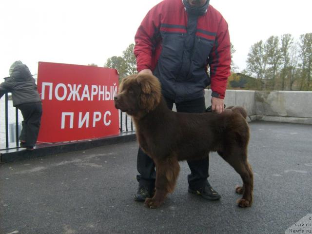 Фото: ньюфаундленд Fann'yuf Obraz Jizni Al'f (Фанньюф Образ Жизни Альф)