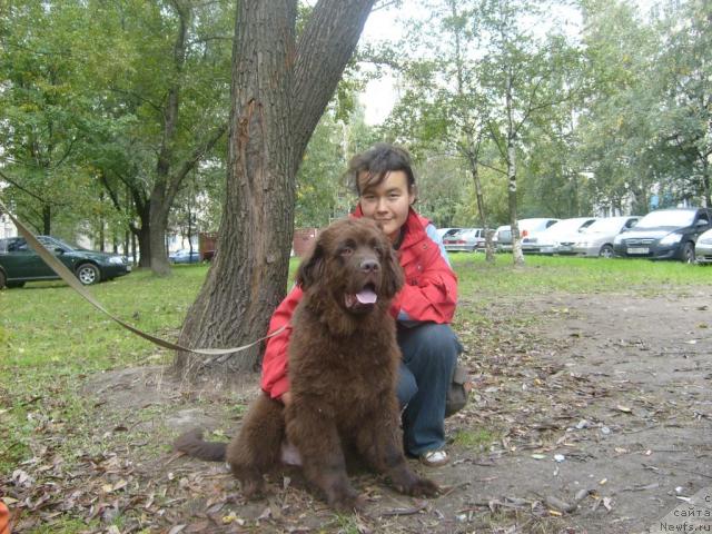 Фото: ньюфаундленд Fann'yuf Oksa-Dar (Фанньюф Окса-Дар), Darima Achitueva (Дарима Ачитуева)