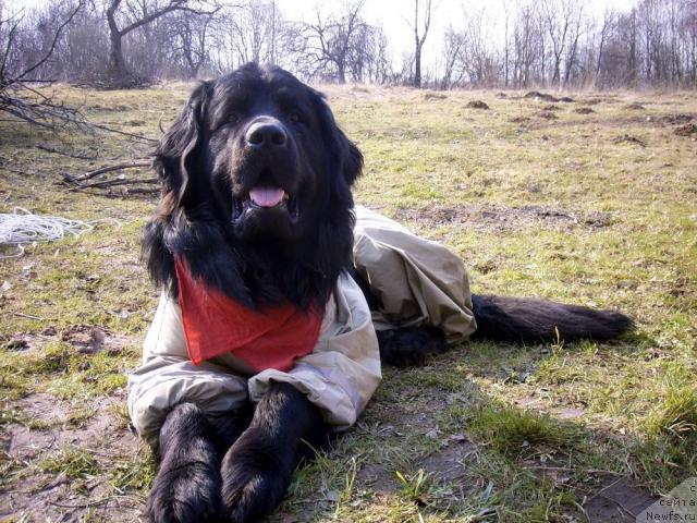 Фото: ньюфаундленд T'en Bo (Тьен Бо)